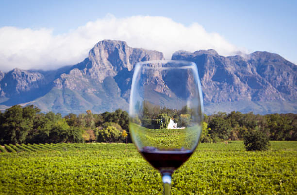 Constantia, Cape Town wine tasting